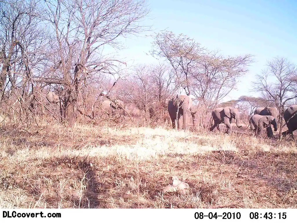 SpeciesNet-african-elephants