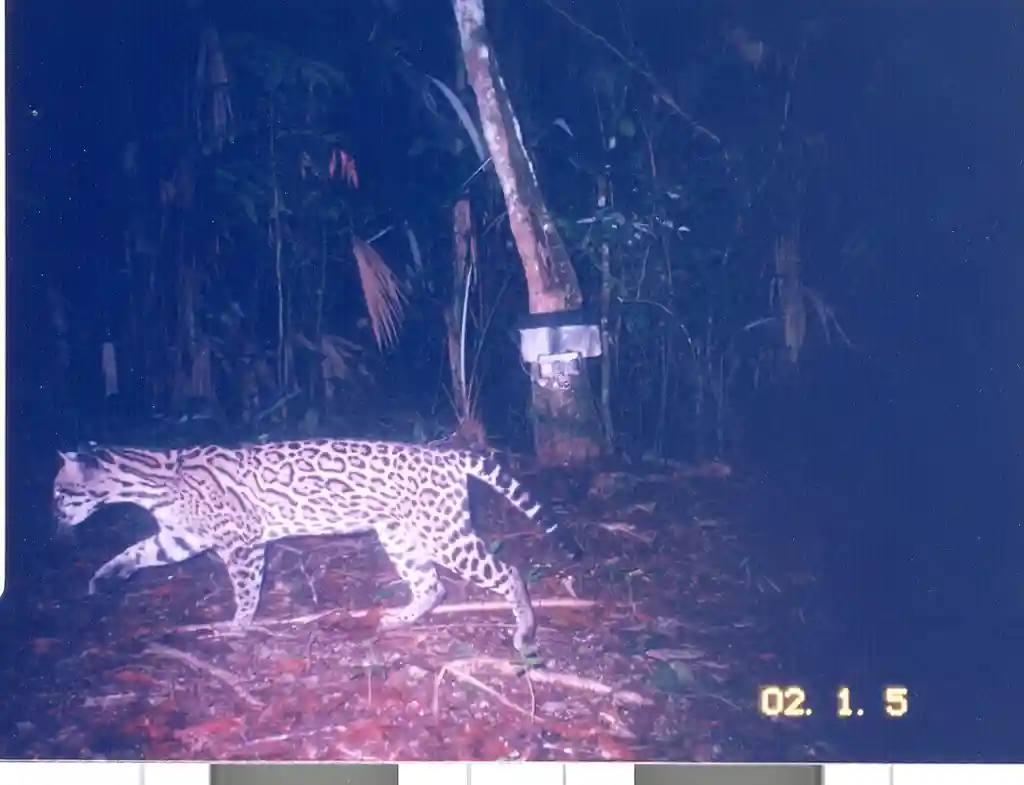 SpeciesNet-ocelot